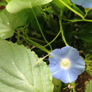img_1747.JPG